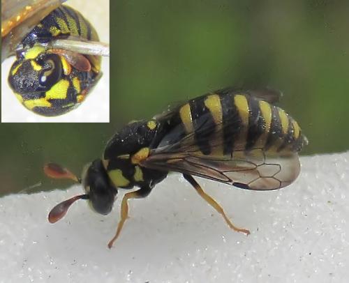 Celonites abbreviatus